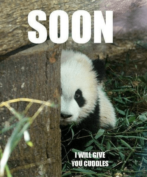 soon-i-will-give-you-cuddles-panda-meme.png