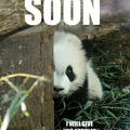 soon-i-will-give-you-cuddles-panda-meme