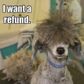 Worst-Dog-Haircuts-refund-592ecab03df78cbe7ec79151